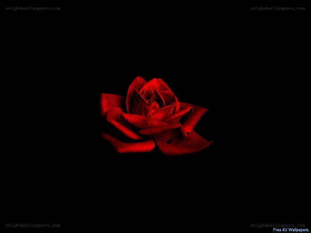 Red rose on black background