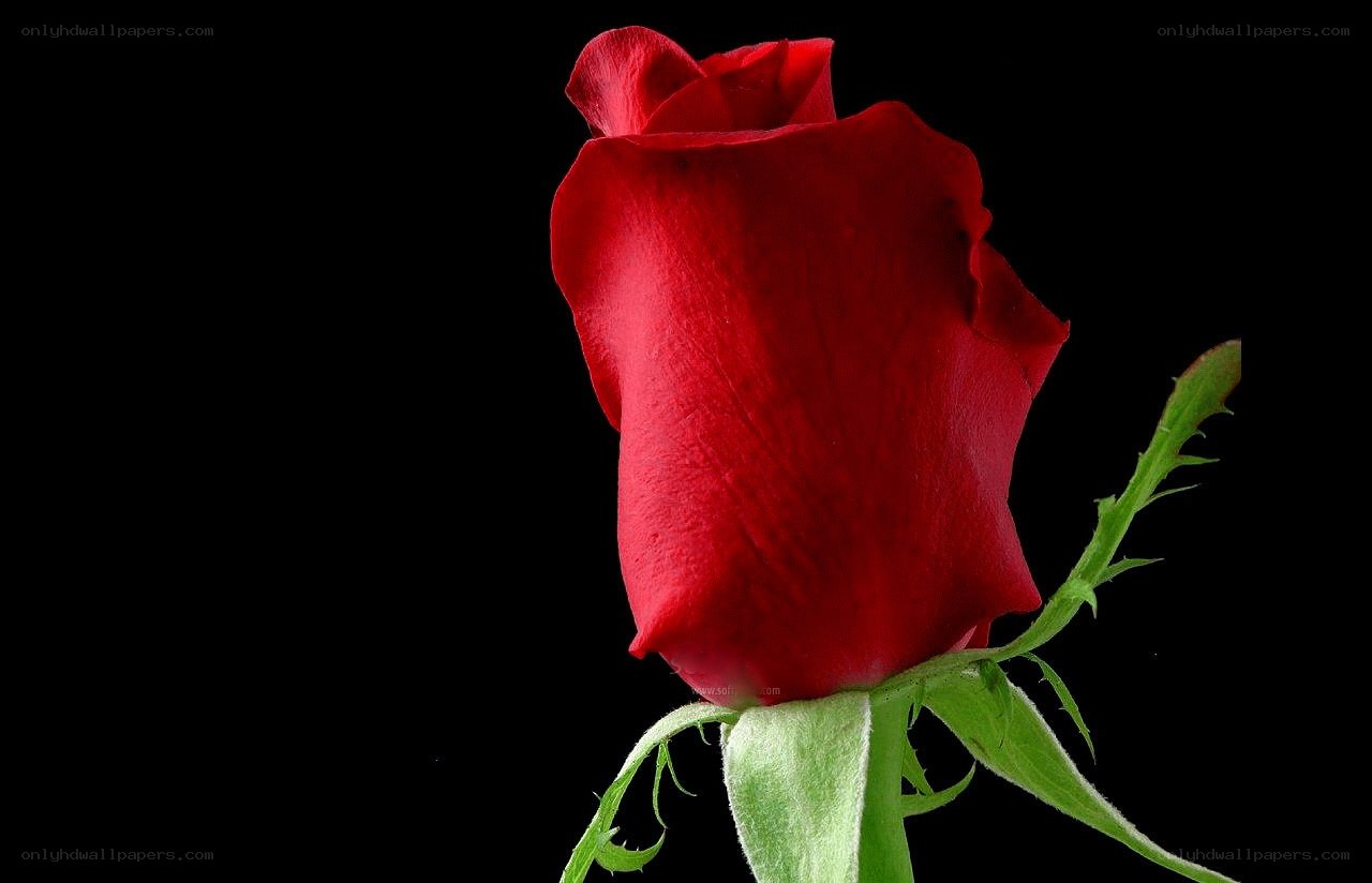 Red rose on black background