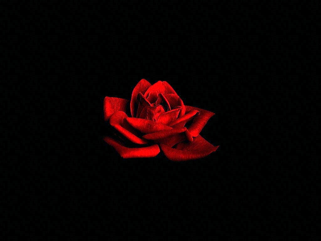 red rose on black background