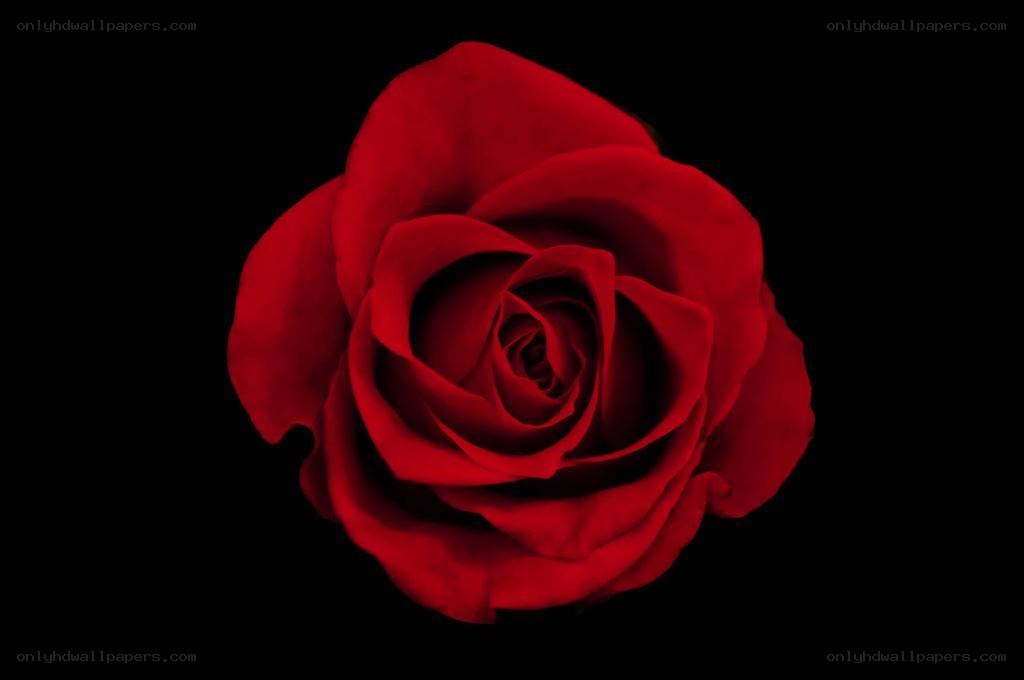 Red rose on black background