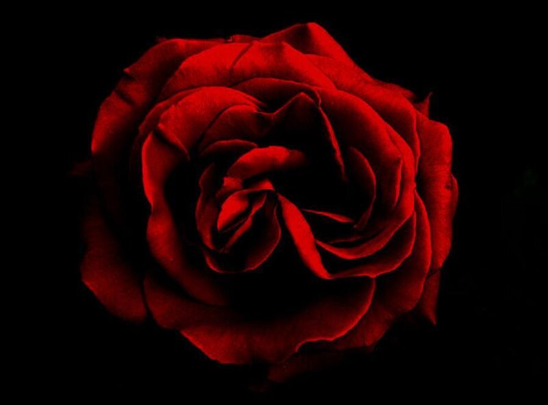 Red rose on black background