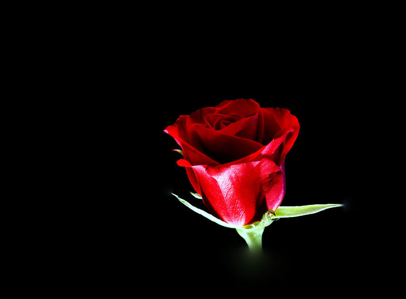 Red rose on black background