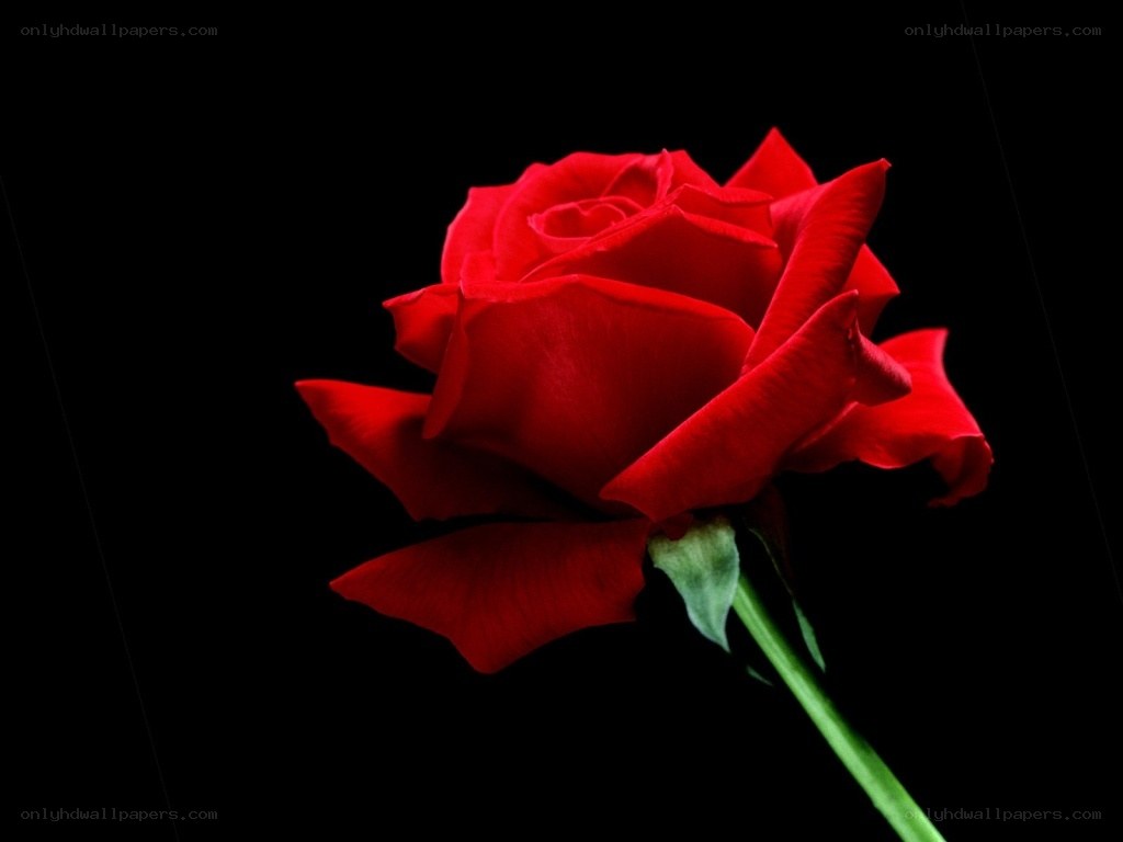 Red rose on black background