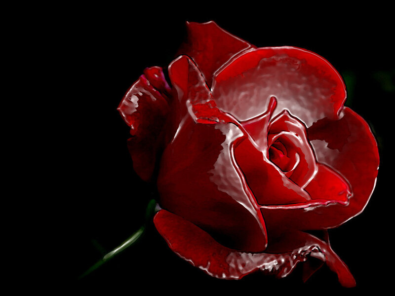 Red rose on black background