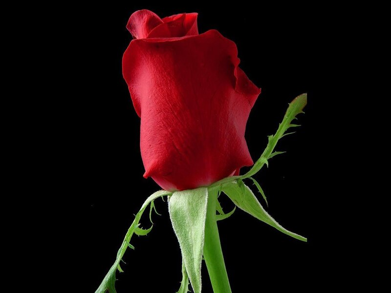 Red rose on black background