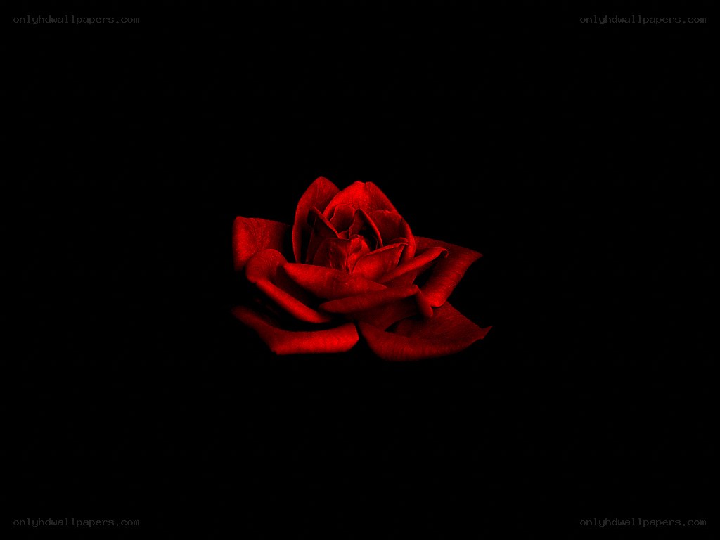 Red rose on black background