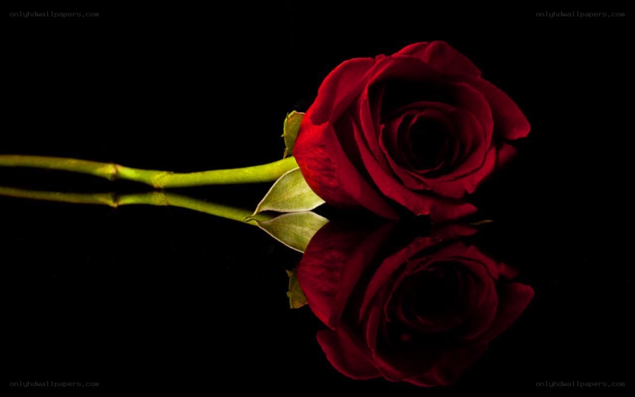 Red rose on black background