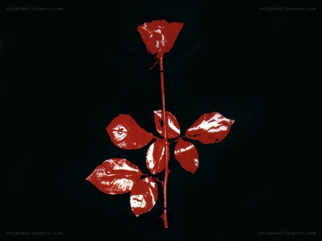 Red rose on black background