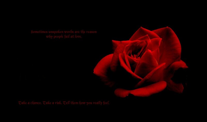 Red Rose on Black Background — Dramatic, Night