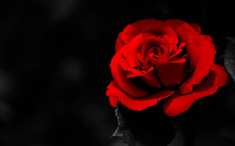 Red Rose on Black Background — Dramatic, Photograph, Black Background, Leaf