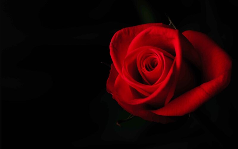 Red Rose on Black Background — Dramatic, Photograph, Black Background