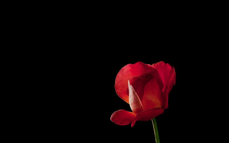 Red Rose on Black Background — Dramatic, Photograph, Flower