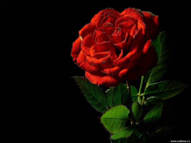 Red Rose on Black Background — Dramatic, Photograph, Green Leaves