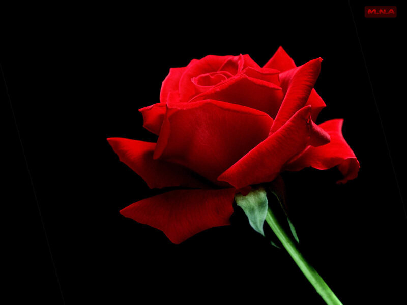 Red Rose on Black Background — Dramatic, Photograph, Green Stem