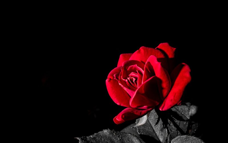 Red Rose on Black Background — Dramatic, Photograph, Leaf