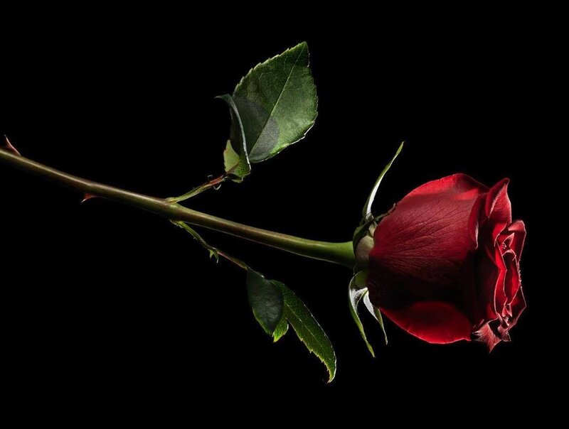 Red Rose on Black Background — Dramatic, Photograph, Stem, Leaf, Petal