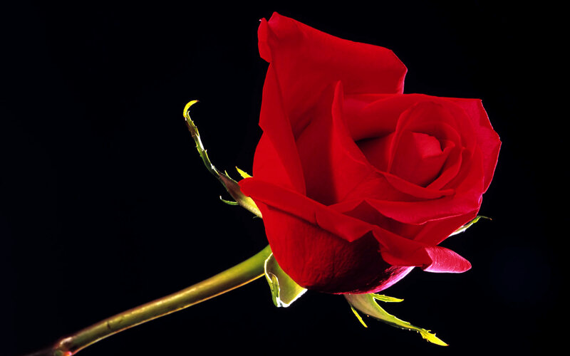 Red Rose on Black Background — Dramatic, Photograph, Stem, Leaf