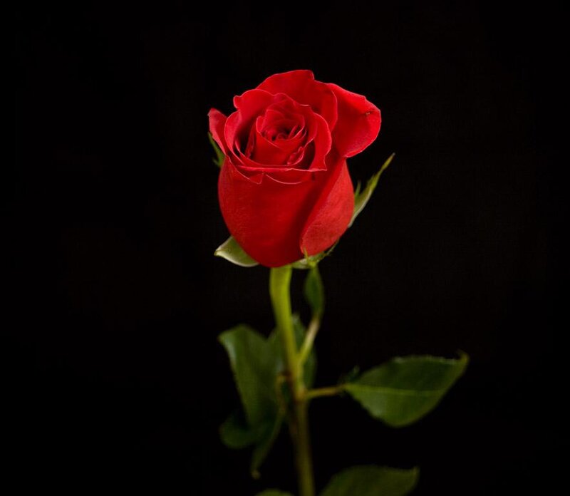 Red Rose on Black Background — Dramatic, Photograph, Stem, Leaves