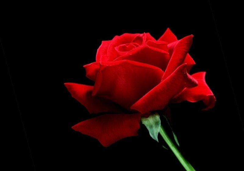Red Rose on Black Background — Dramatic, Photograph, Stem