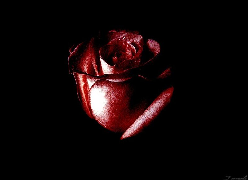 Red Rose on Black Background — Dramatic, Photograph