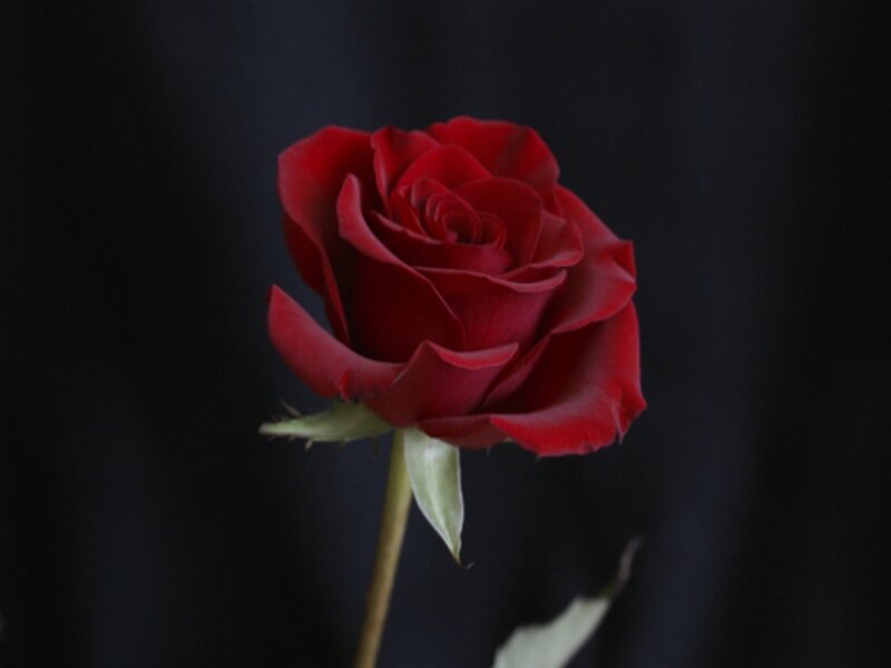 Red Rose on Black Background — Dramatic