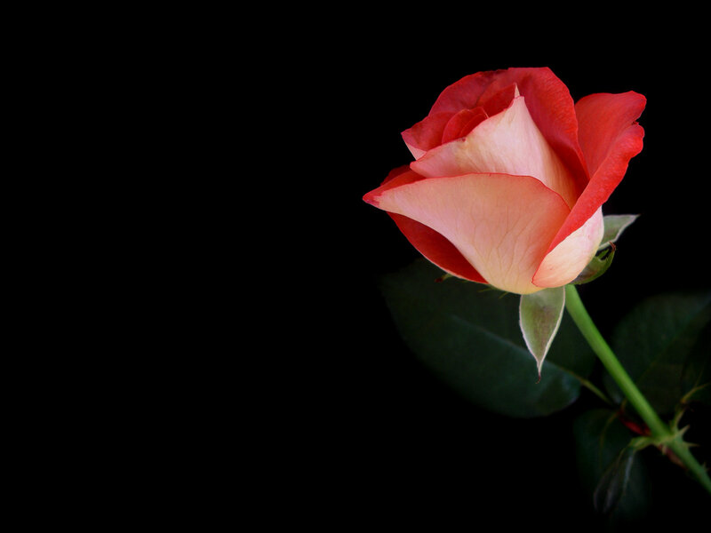 Red Rose on Black Background — Leaf
