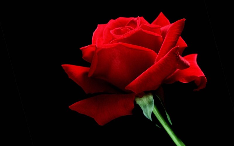 Red Rose on Black Background — Photograph