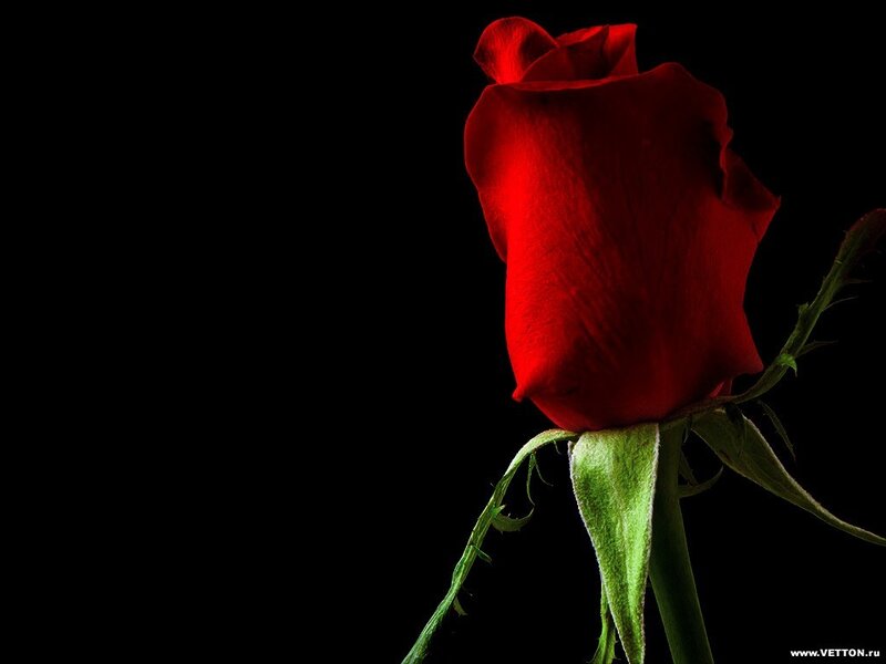 Red Rose on Black Background — Stem