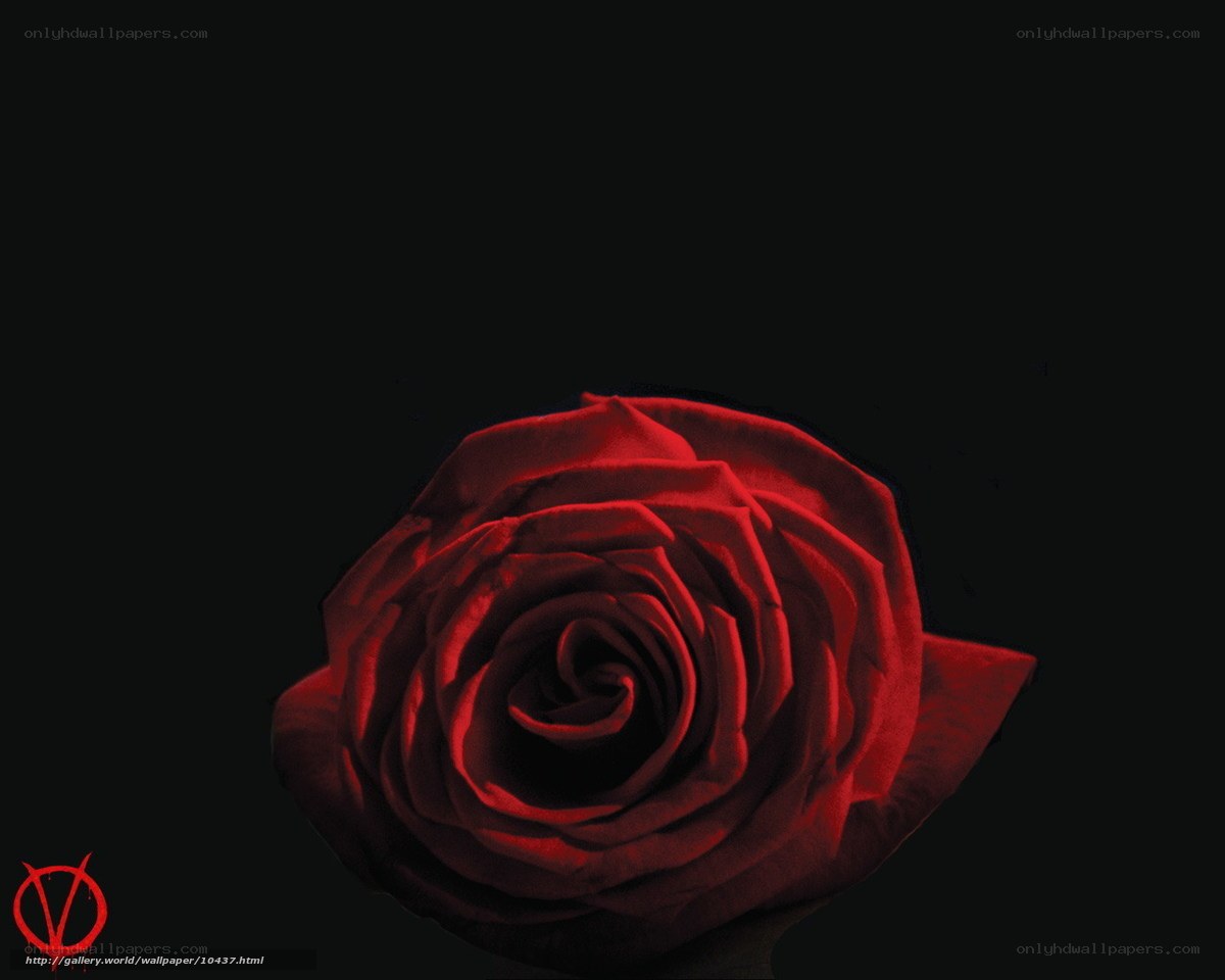 Red rose on black background