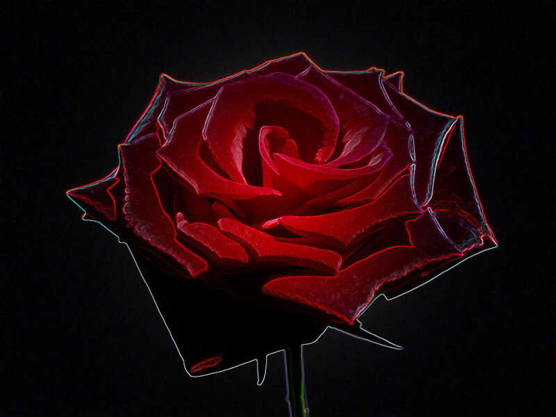 Red Rose on Black — Dramatic, Digital Art