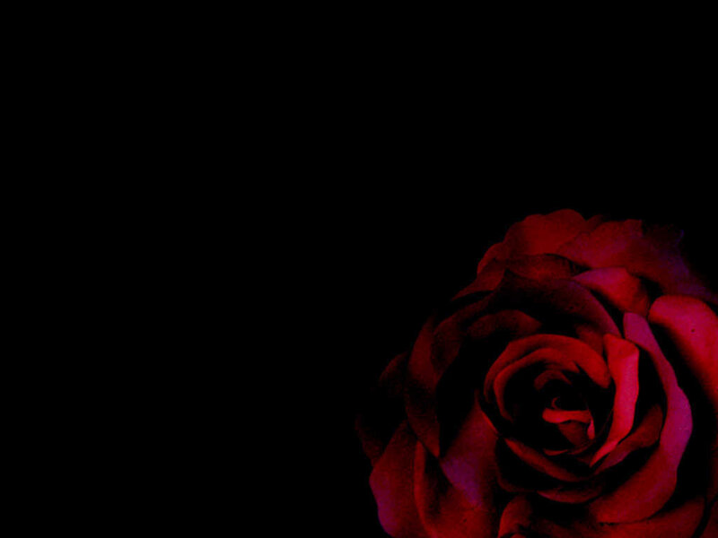 Red Rose on Black — Dramatic, Flower