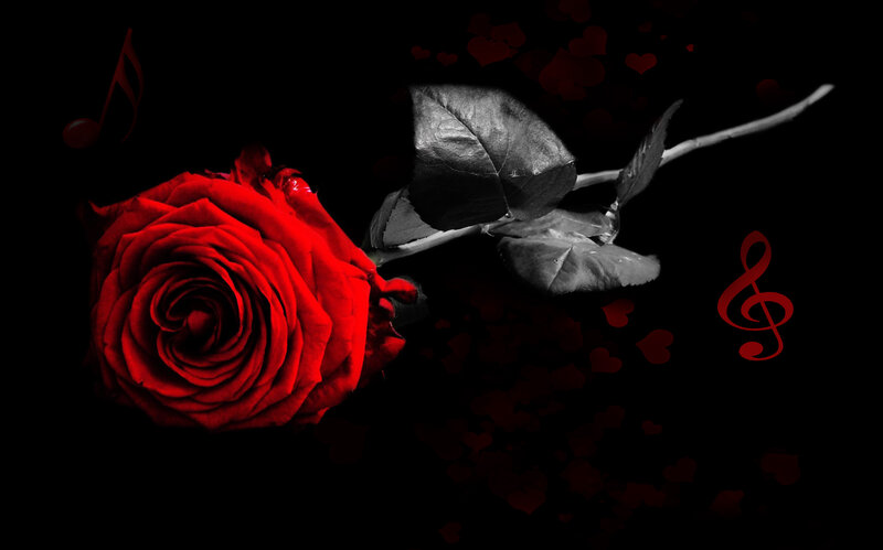 Red Rose on Black — Dramatic, Night, Photograph, Music Note