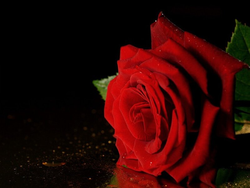 Red Rose on Black — Dramatic, Night, Photograph