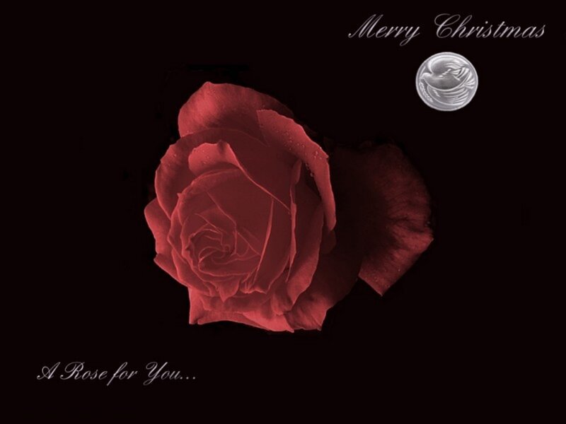 Red Rose on Black — Dramatic, Night