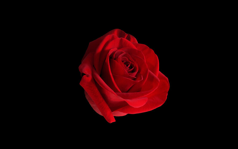 Red Rose on Black — Dramatic, Photograph, Black Background