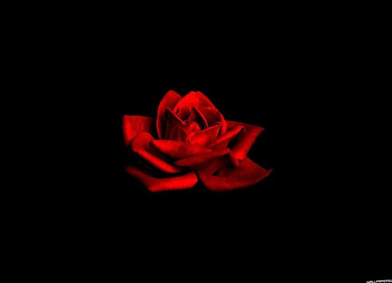 Red Rose on Black — Dramatic, Photograph, Black Background, Wallpapersu