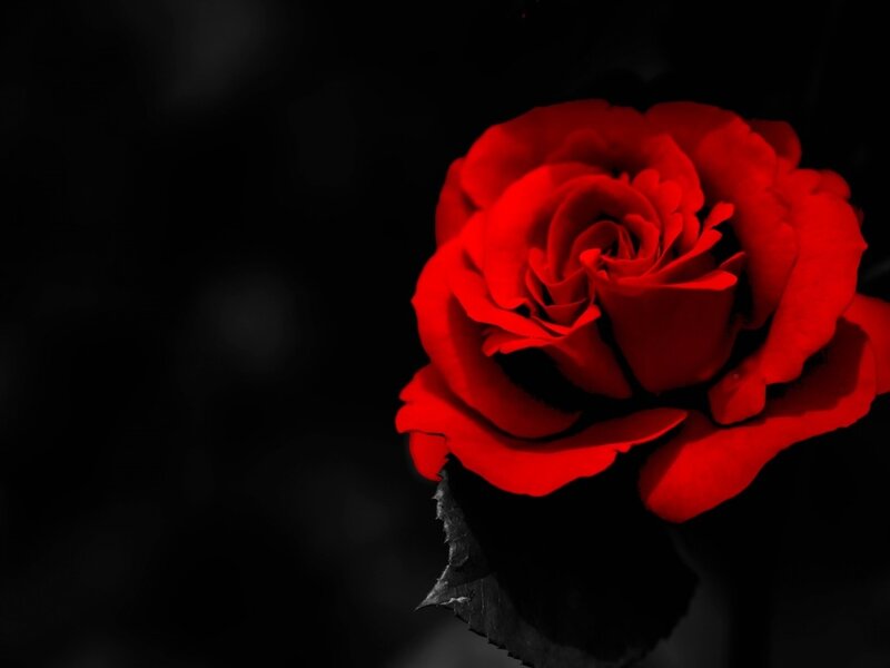 Red Rose on Black — Dramatic, Photograph, Flower, Leaf