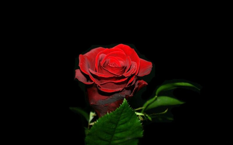 Red Rose on Black — Dramatic, Photograph, Green Leaf
