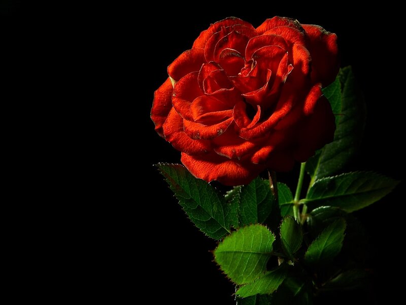 Red Rose on Black — Dramatic, Photograph, Green Leaves