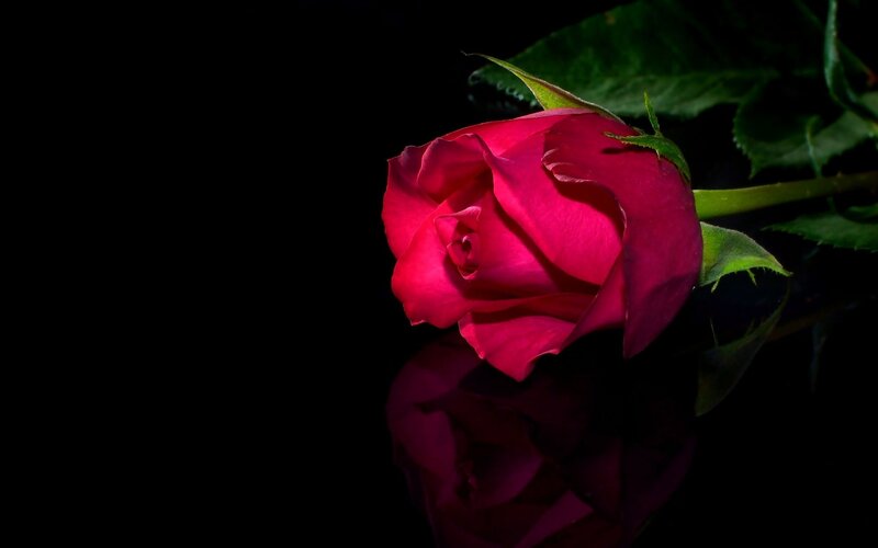 Red Rose on Black — Dramatic, Photograph, Leaf