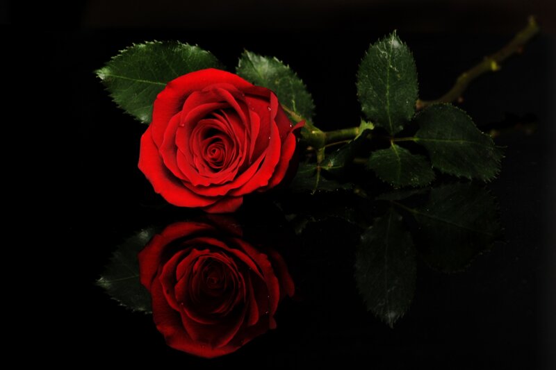 Red Rose on Black — Dramatic, Photograph, Leaves, Reflection