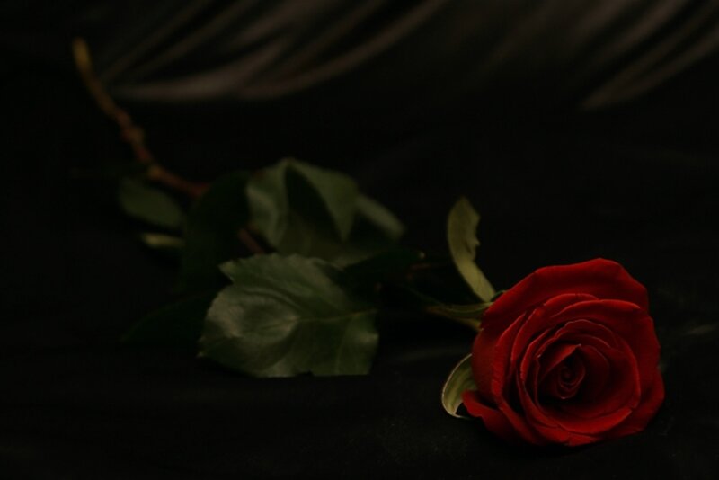 Red Rose on Black — Dramatic, Photograph, Leaves