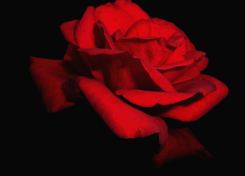 Red Rose on Black — Dramatic, Photograph, Petals