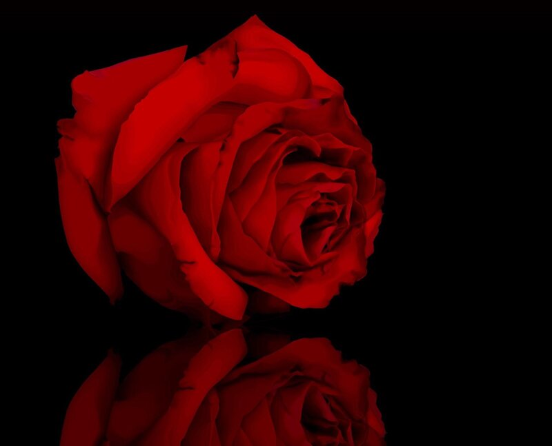 Red Rose on Black — Dramatic, Photograph, Reflection