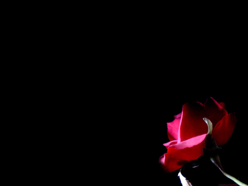 Red Rose on Black — Dramatic, Photograph, Stem, Ladyobscurity2003