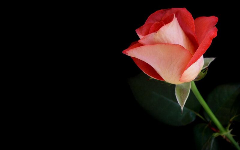 Red Rose on Black — Dramatic, Photograph, Stem, Leaf, Green