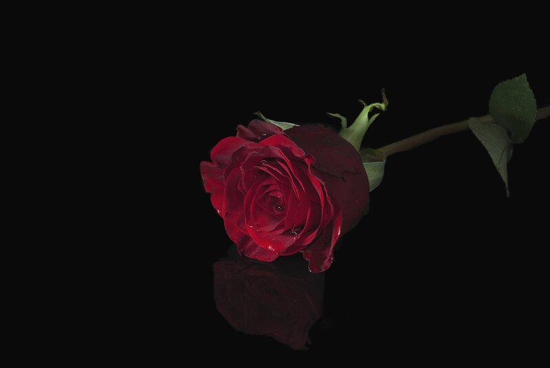 Red Rose on Black — Dramatic, Photograph, Stem, Leaf, Reflection