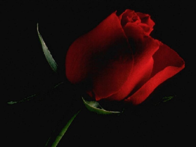 Red Rose on Black — Dramatic, Photograph, Stem, Leaf