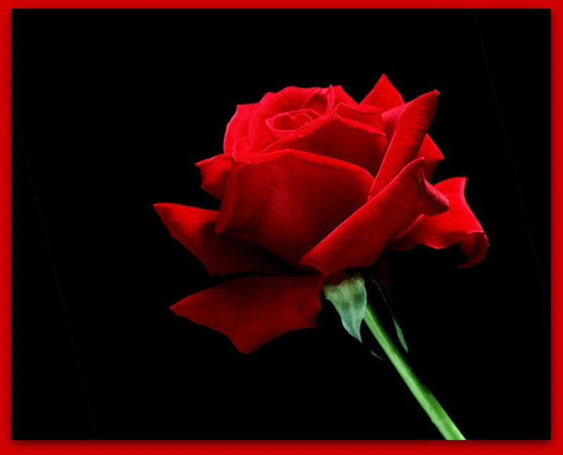 Red Rose on Black — Dramatic, Photograph, Stem, Petals