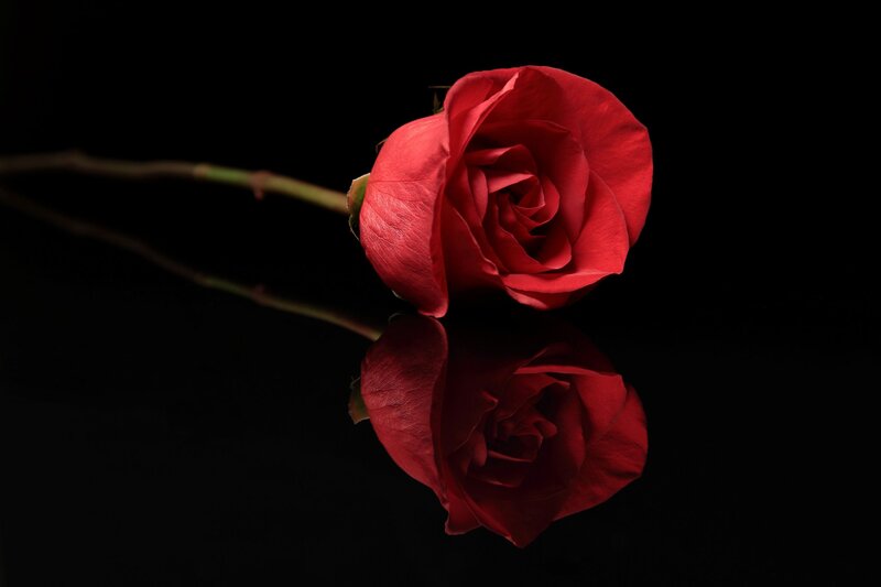 Red Rose on Black — Dramatic, Photograph, Stem, Reflection